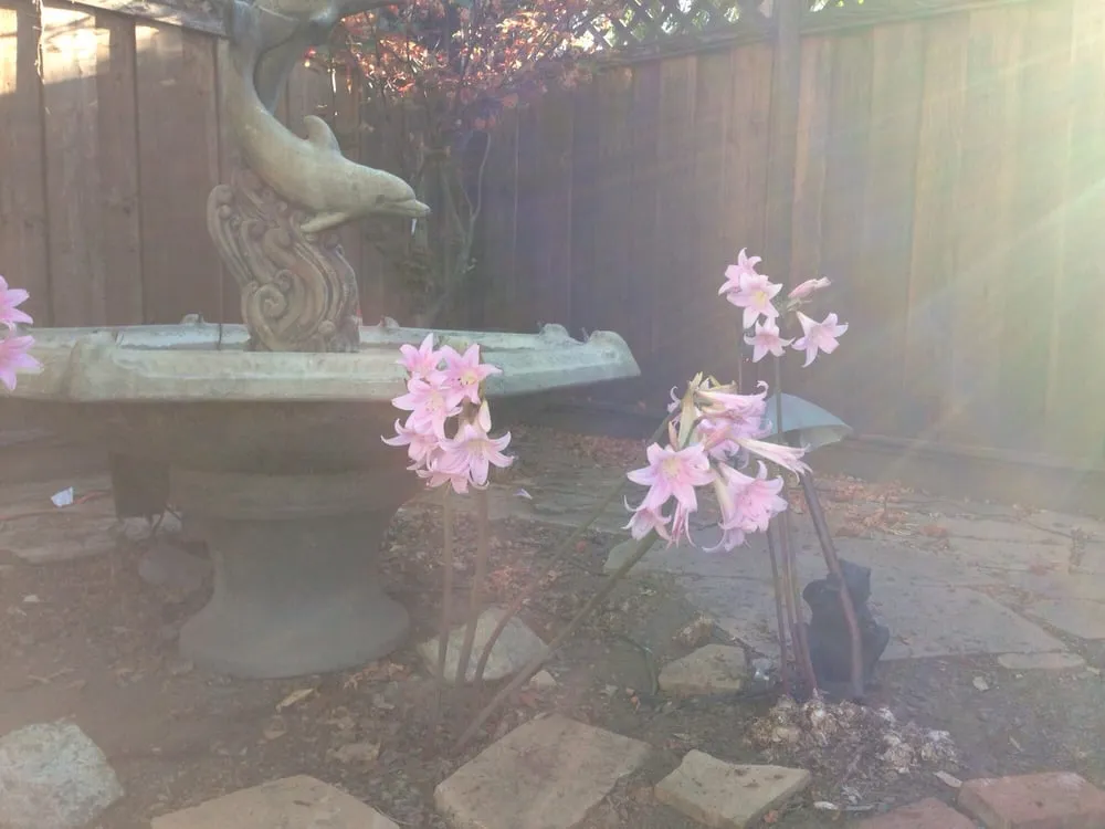 Local garden landscaping experts serving Livermore, CA - Tri-Valley Garden & Lawn Care