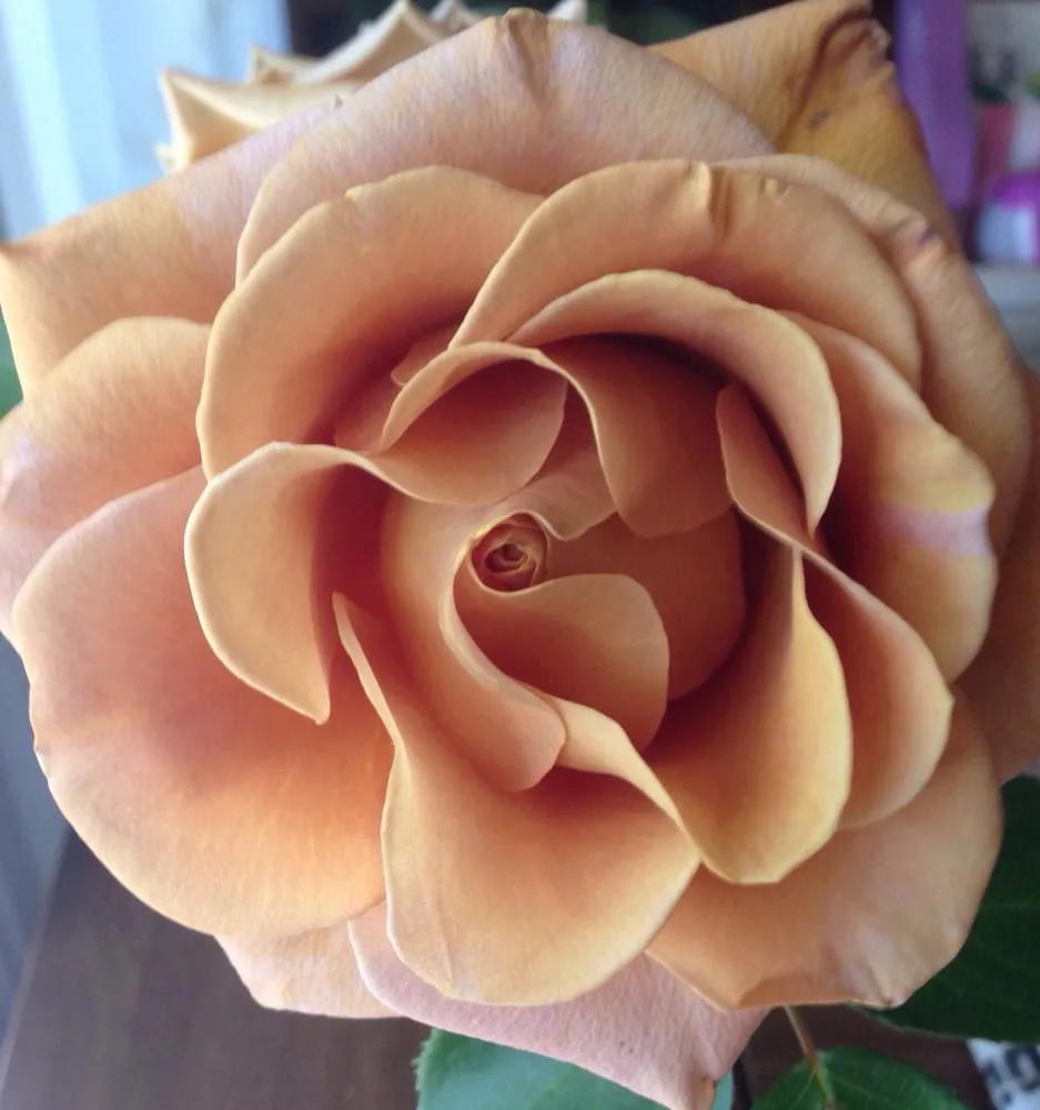 Professional landscaping services for residential properties across Livermore, CA - Tri-Valley Garden & Lawn Care