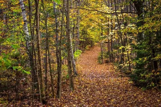 Affordable yard cleanup service for residential properties in Livermore, CA by Tri-Valley Garden & Lawn Care