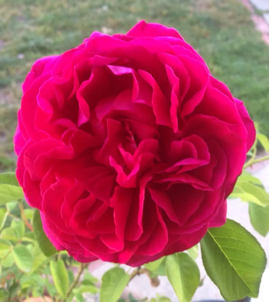 Custom landscaping services in Livermore, CA - Tri-Valley Garden & Lawn Care