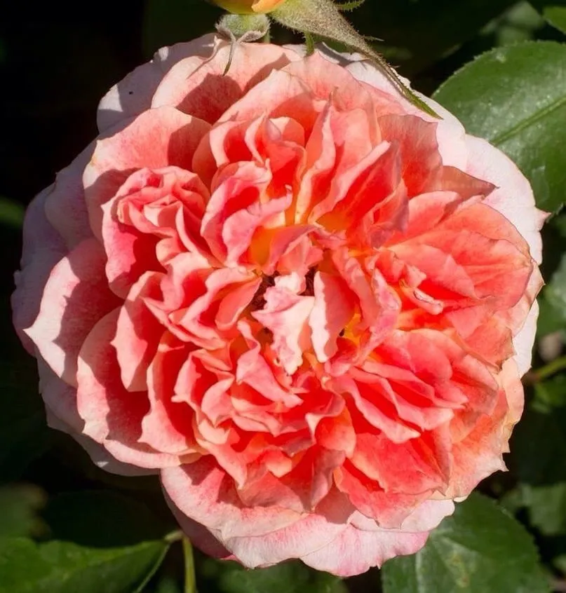 Professional garden landscaping for year-round maintenance in Livermore, CA by Tri-Valley Garden & Lawn Care