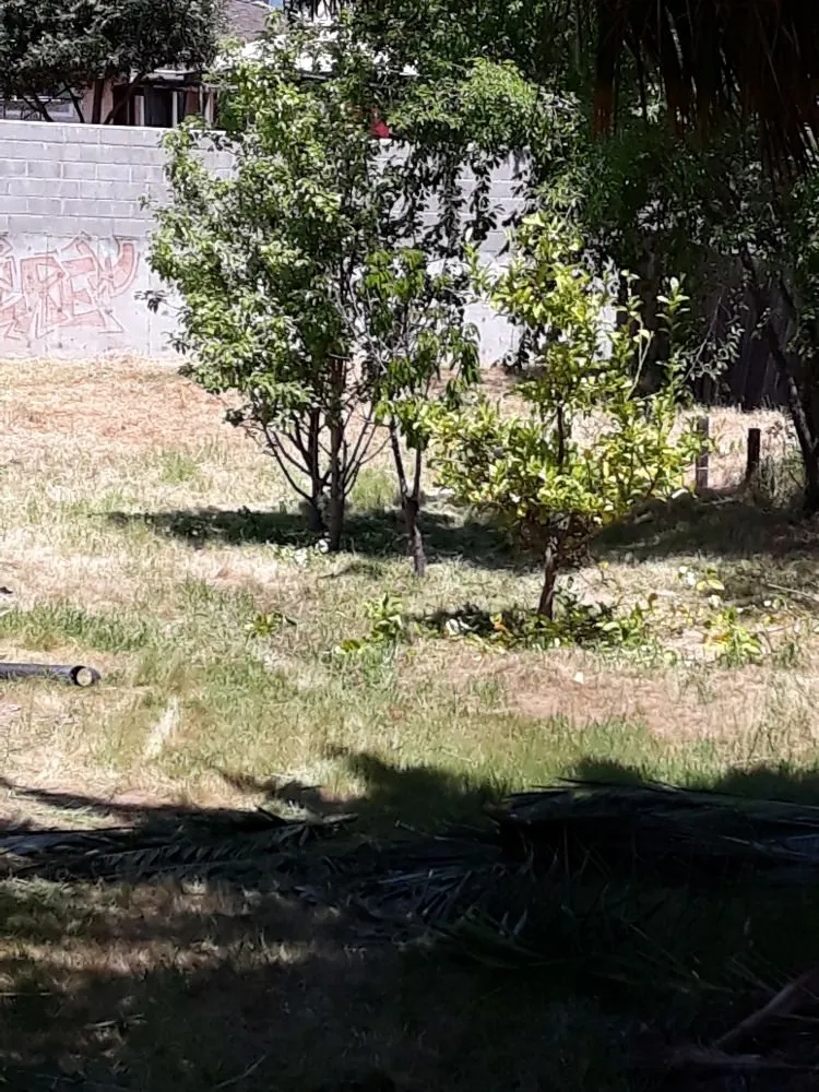 Professional lawn care service in Dublin, CA by Tri-Valley Gardening and Landscaping