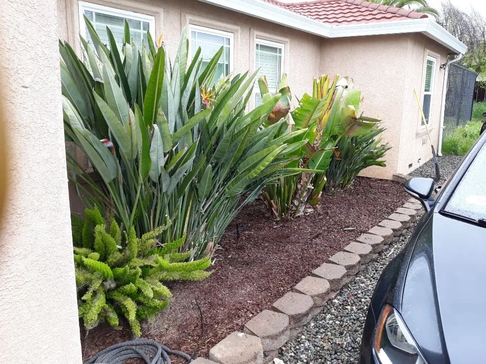 Local yard maintenance near you across Dublin, CA - Tri-Valley Gardening and Landscaping