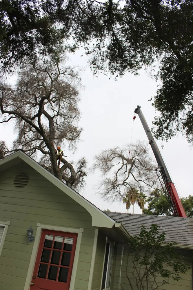 Local lawn mowing service for outdoor upgrades across Ojai, CA - Tri Valley Tree Trimming