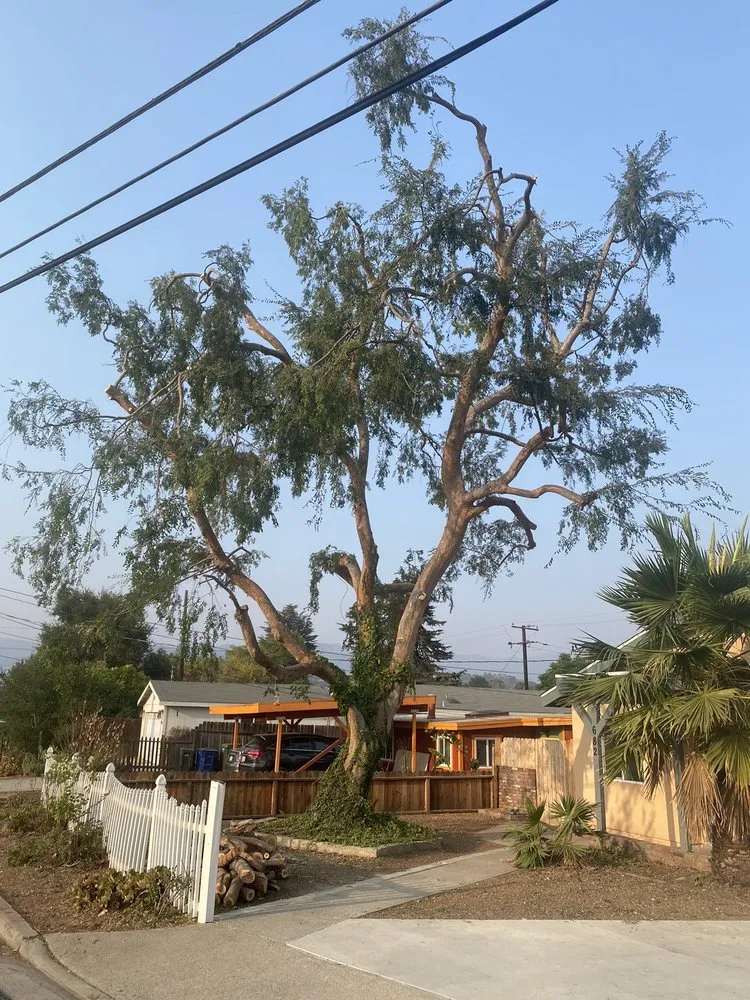 Affordable yard maintenance in Ojai, CA - Tri Valley Tree Trimming