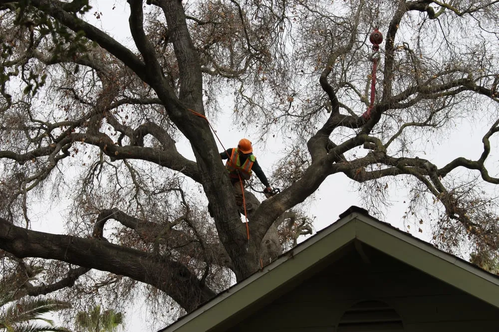 Professional yard maintenance for homes across Ojai, CA - Tri Valley Tree Trimming