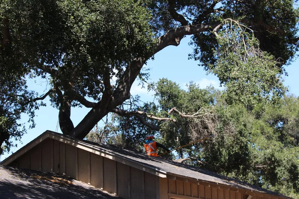 Local yard maintenance in Ojai, CA by Tri Valley Tree Trimming