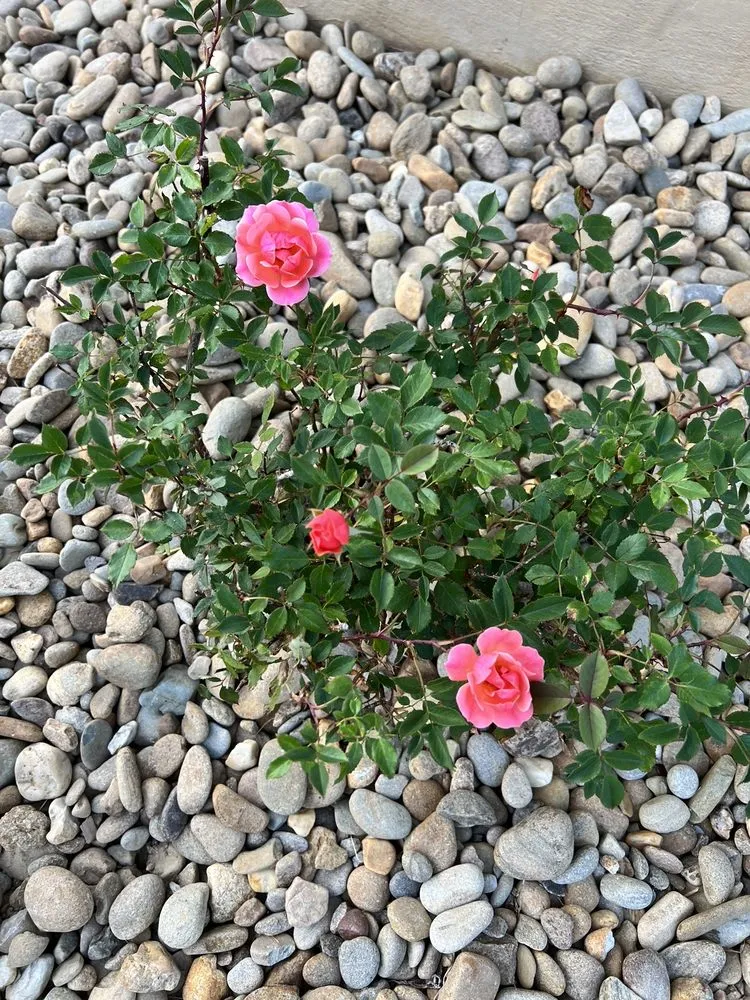 Trusted landscaping services in Reidsville, NC by Triad Landscape Solutions