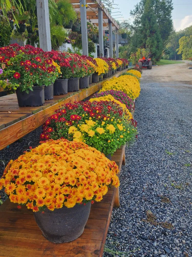 Expert yard cleanup service in Kernersville, NC by Triad Landscape Supply