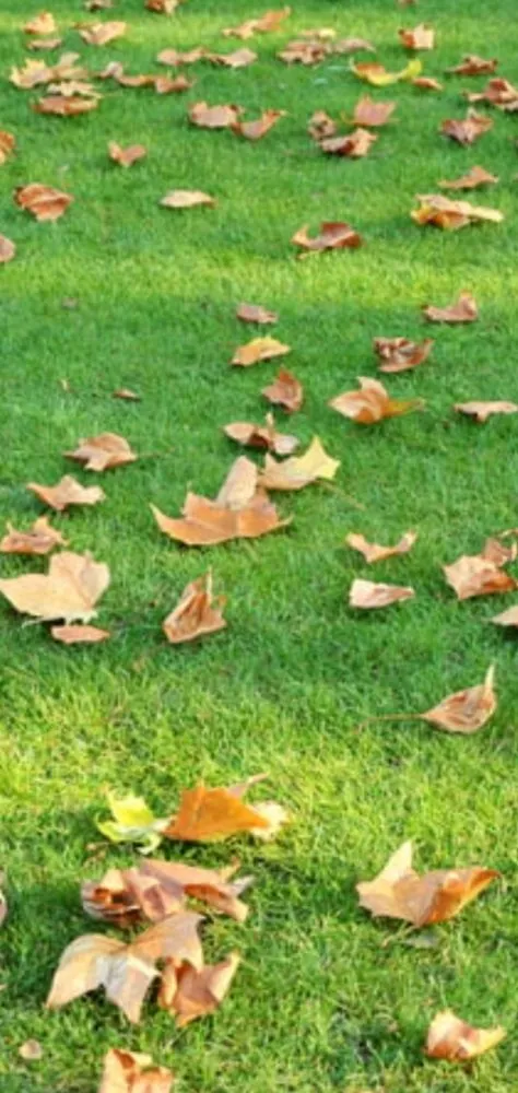 Expert yard cleanup service experts serving Alton, VA - Triad Lawncare And Maintenance