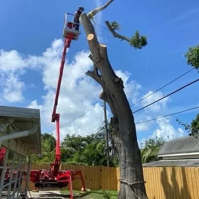 Triangle Tree Service & Landscape Logo