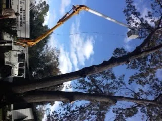 Professional landscape design experts serving St. Petersburg, FL - Triangle Tree Service & Landscaping