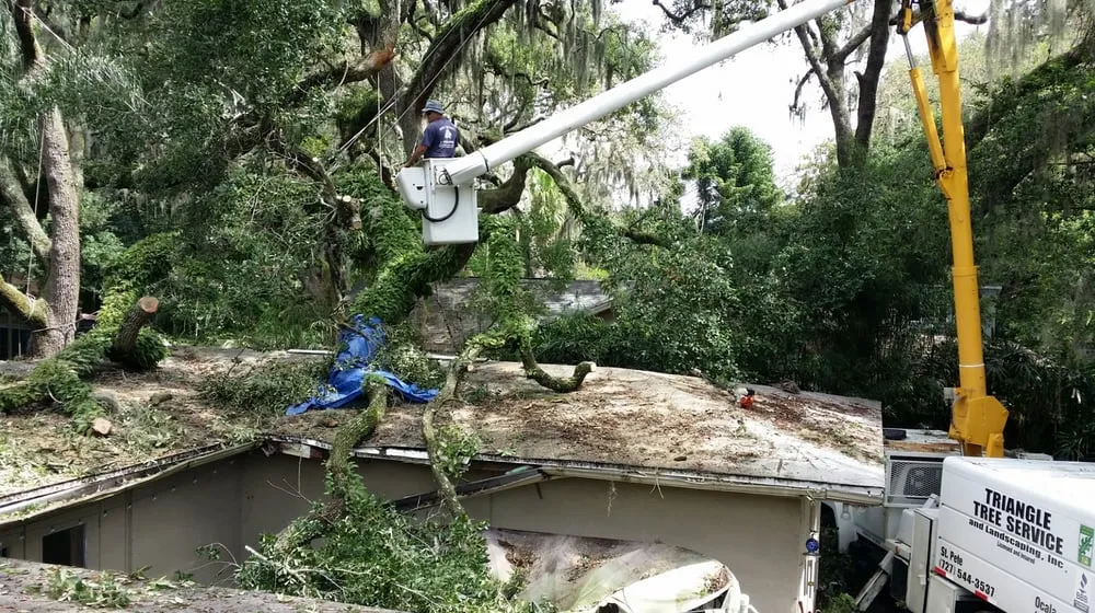 Affordable landscape installation in St. Petersburg, FL by Triangle Tree Service & Landscaping