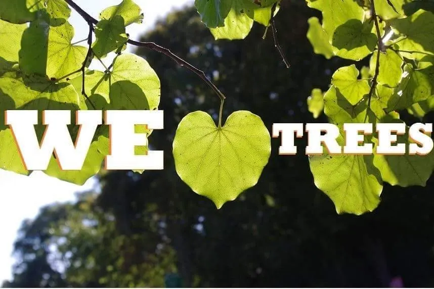 Reliable outdoor landscaping experts serving St. Petersburg, FL - Triangle Tree Service & Landscaping