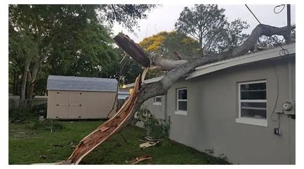 Trusted landscape design experts serving St. Petersburg, FL - Triangle Tree Service & Landscaping