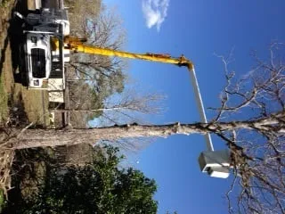 Affordable lawn mowing service near you in St. Petersburg, FL by Triangle Tree Service & Landscaping