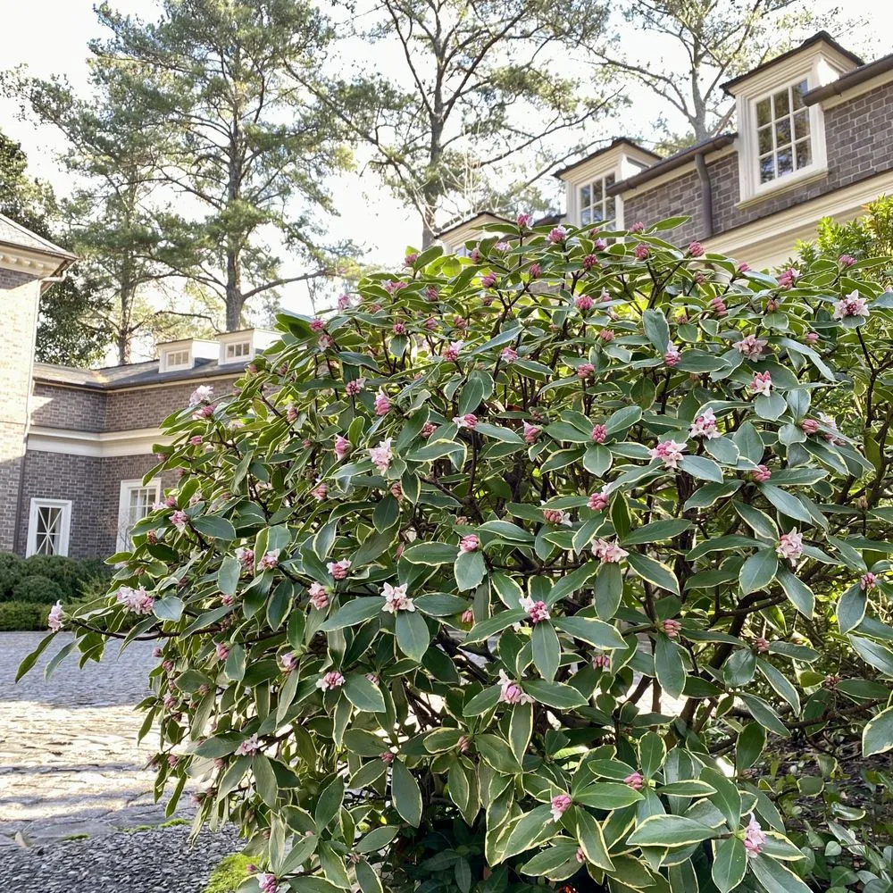 Local landscape design in Dallas, GA by TriGem Homes & Gardens