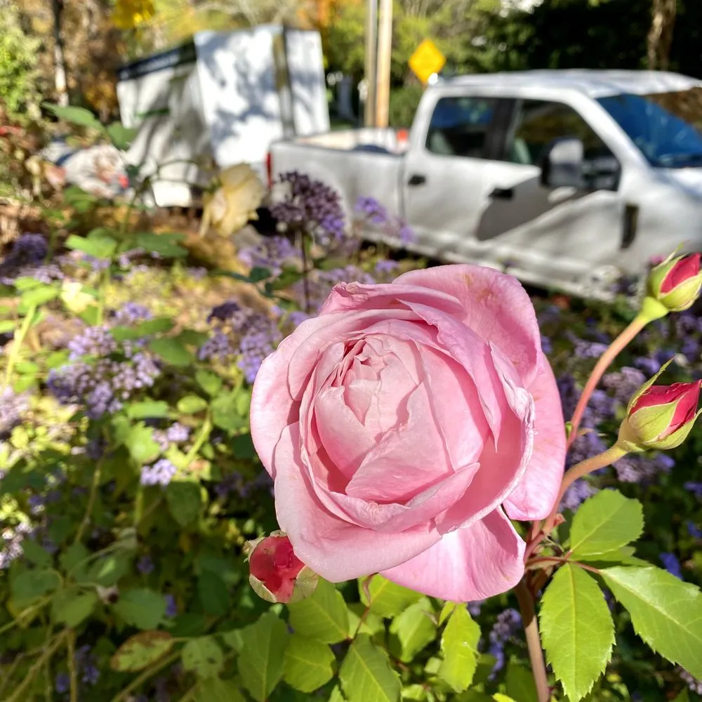 Custom residential landscaping in Dallas, GA - TriGem Homes & Gardens