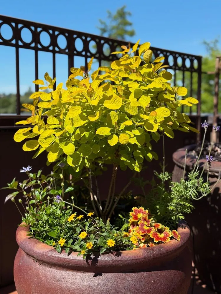 Local yard cleanup service near you across Seattle, WA - Trillium Landscape Design