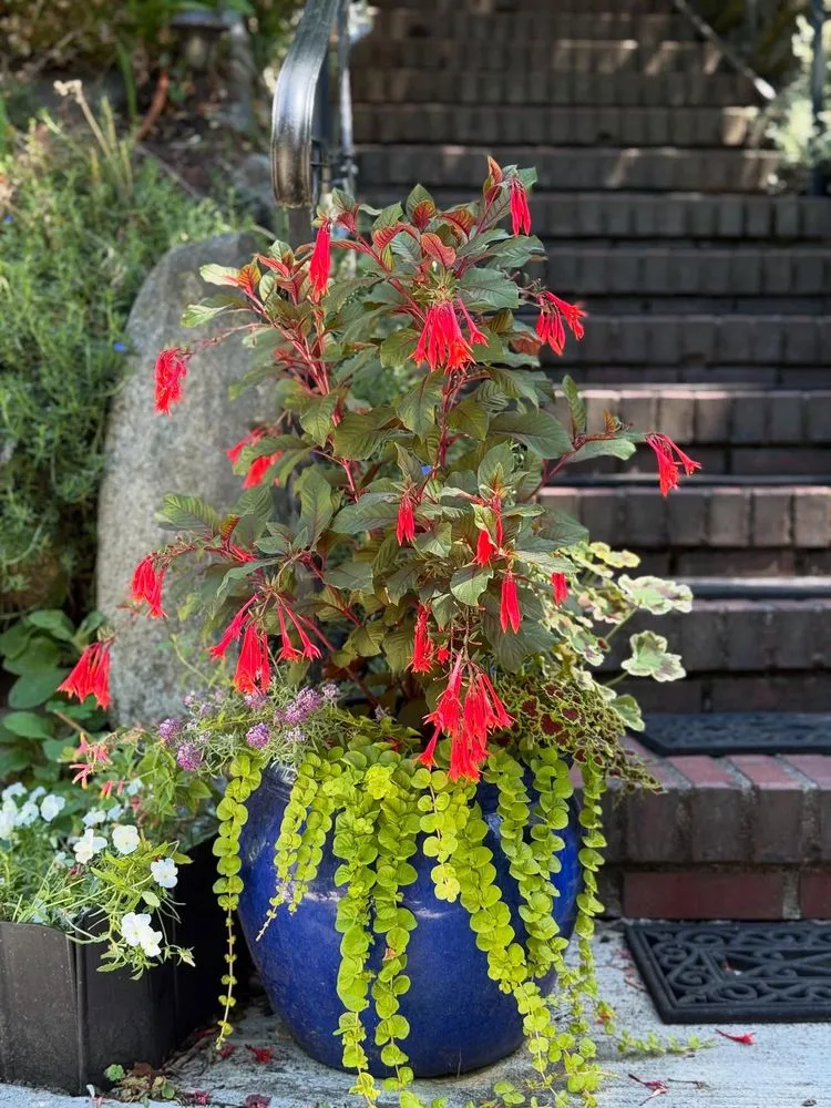 Expert yard cleanup service experts serving Seattle, WA - Trillium Landscape Design