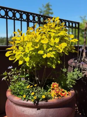 Trillium Landscape Design Logo