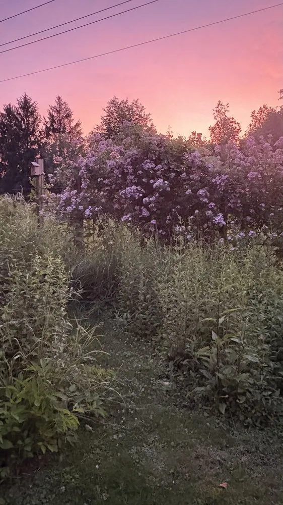 Expert yard maintenance near you in West Windsor, NJ by Trillium Outside