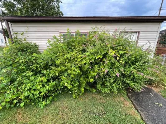 Trim & Edge Lawn care