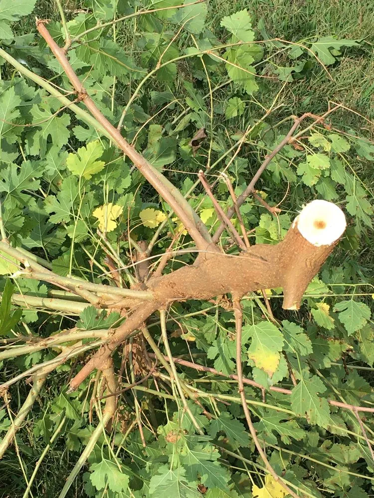 Trusted outdoor landscaping experts serving Wichita, KS - Trim & Haul