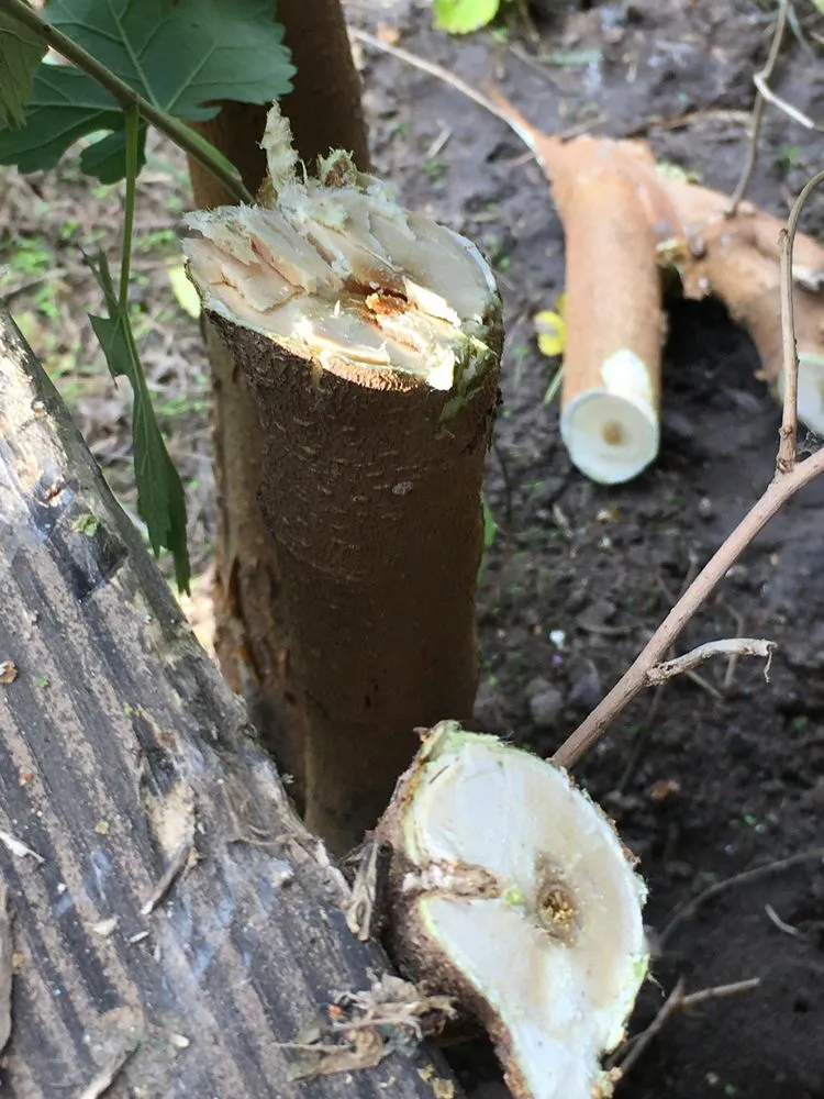 Trusted lawn care service with custom design across Wichita, KS - Trim & Haul