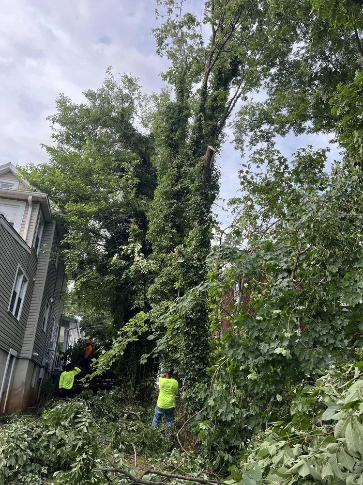 Trusted lawn care service experts serving Roanoke, VA - Trim Away