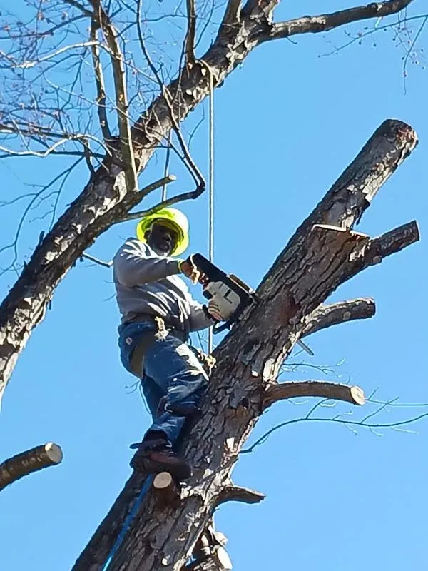 Reliable yard cleanup service experts serving Roanoke, VA - Trim Away