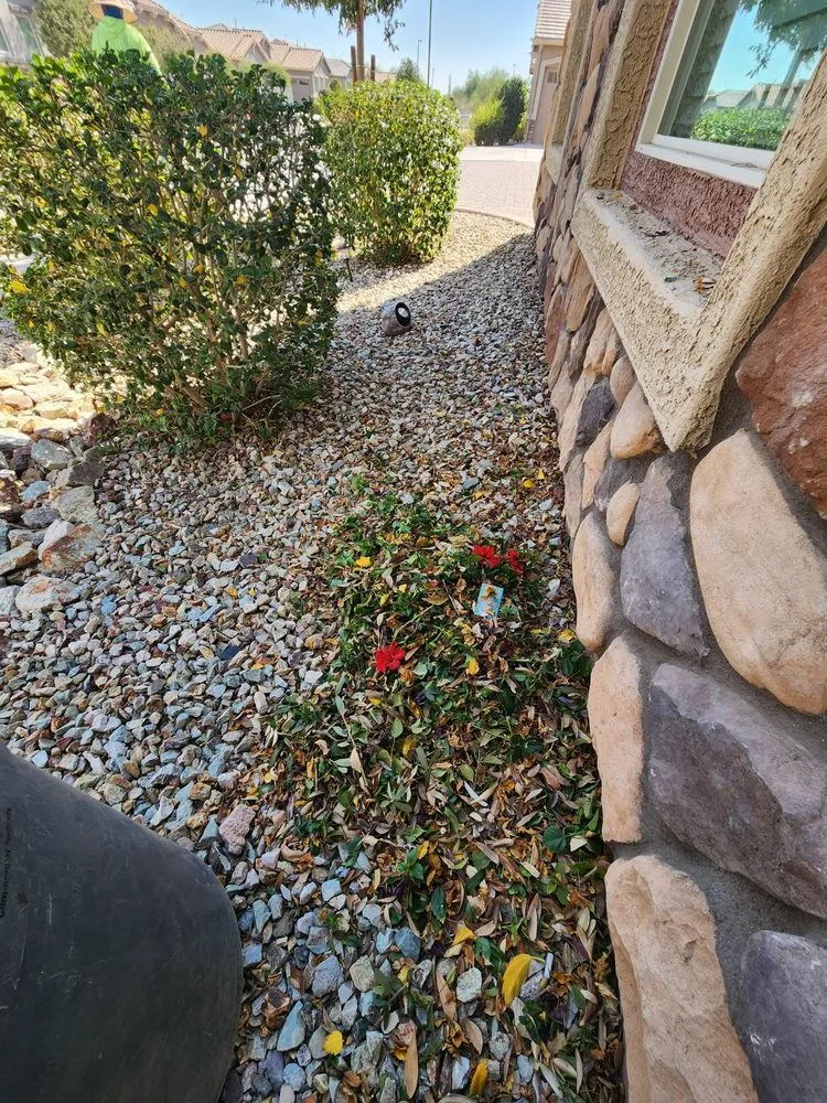 Affordable lawn care service for residential properties in Tampa Bay, FL by Trim Landscaping