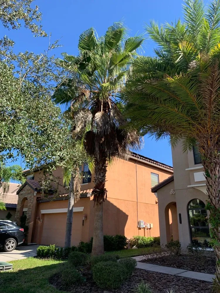 Expert outdoor landscaping in Tampa Bay, FL - Trim Landscaping