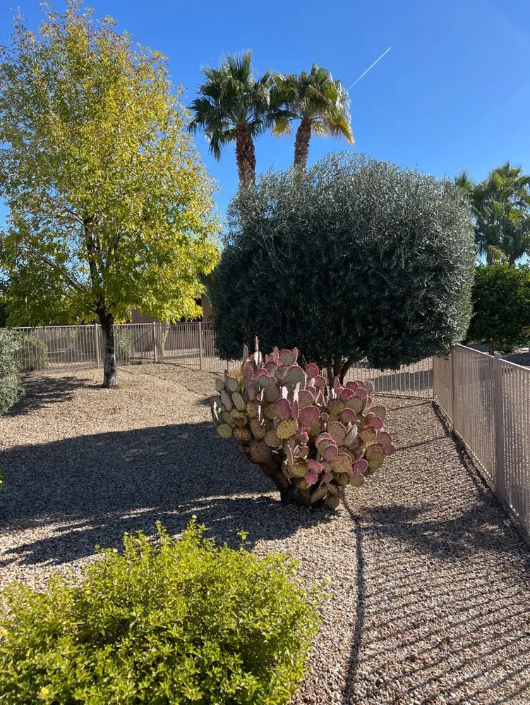 Custom landscape installation in Tampa Bay, FL by Trim Landscaping