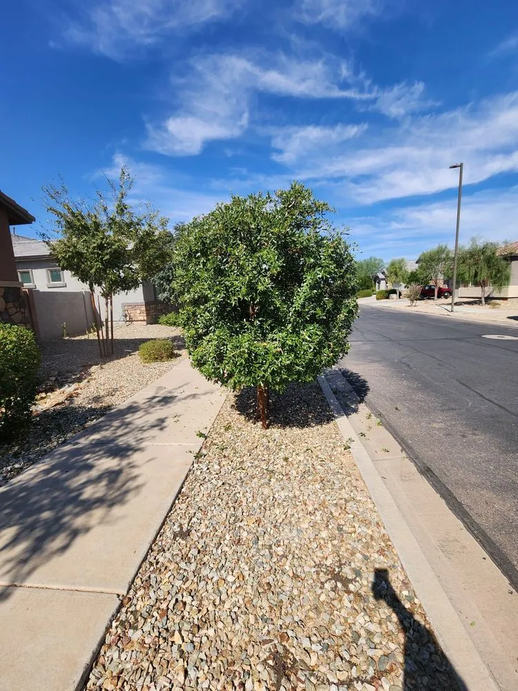 Expert residential landscaping in Tampa Bay, FL - Trim Landscaping