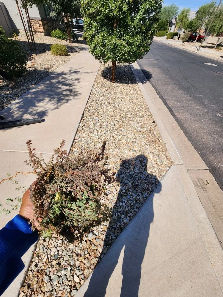 Local lawn mowing service in Tampa Bay, FL by Trim Landscaping