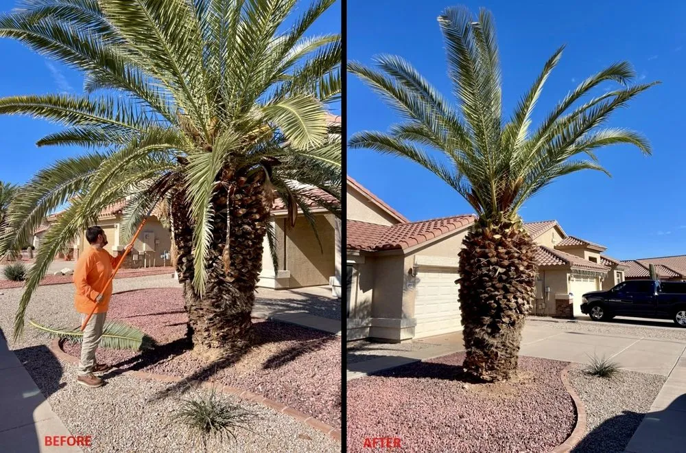 Expert landscape installation in Tampa Bay, FL - Trim Landscaping