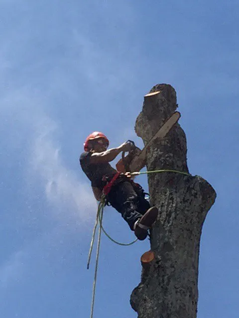 Trusted garden landscaping for year-round maintenance across High Point, NC - Trim Pro Tree & Landscaping