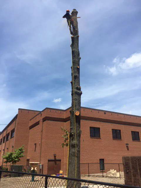 Top-rated landscaping services with custom design across High Point, NC - Trim Pro Tree & Landscaping