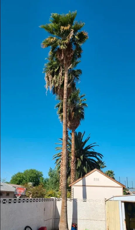 Professional garden landscaping for beautiful yards in Las Vegas, NV by Trim Right Palms