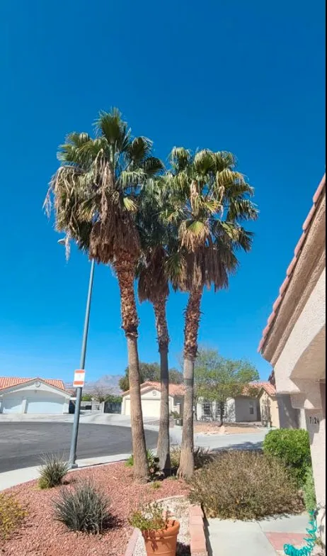 Local garden landscaping in Las Vegas, NV - Trim Right Palms