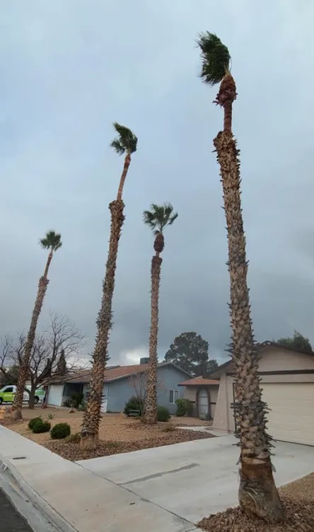 Expert yard cleanup service experts serving Las Vegas, NV - Trim Right Palms