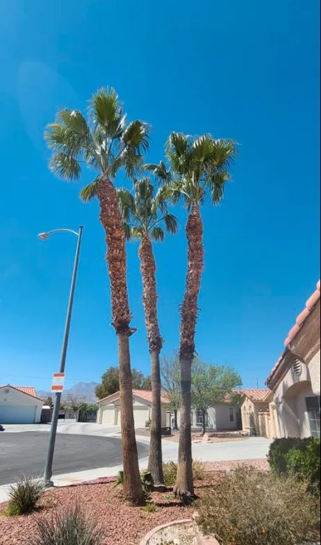 Professional yard cleanup service for year-round maintenance in Las Vegas, NV by Trim Right Palms