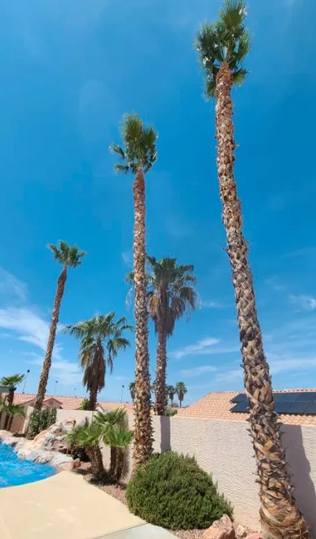 Top-rated landscaping services experts serving Las Vegas, NV - Trim Right Palms