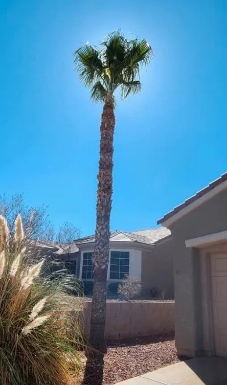 Reliable landscape installation experts serving Las Vegas, NV - Trim Right Palms