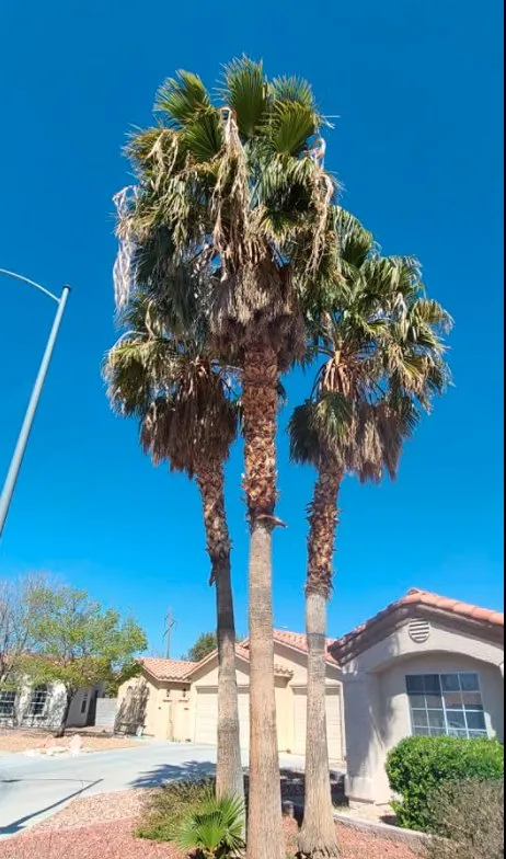 Expert landscape installation near you across Las Vegas, NV - Trim Right Palms