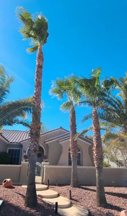 Expert landscaping services with custom design in Las Vegas, NV by Trim Right Palms