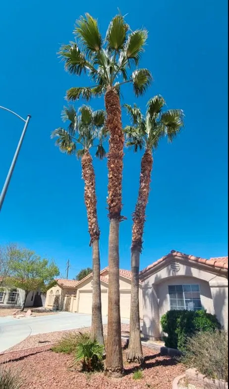Affordable residential landscaping for outdoor upgrades across Las Vegas, NV - Trim Right Palms
