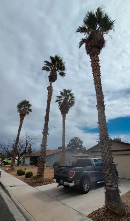 Reliable yard cleanup service for residential properties across Las Vegas, NV - Trim Right Palms