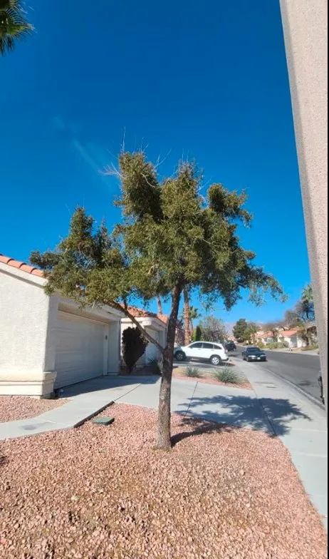 Trusted outdoor landscaping in Las Vegas, NV by Trim Right Palms